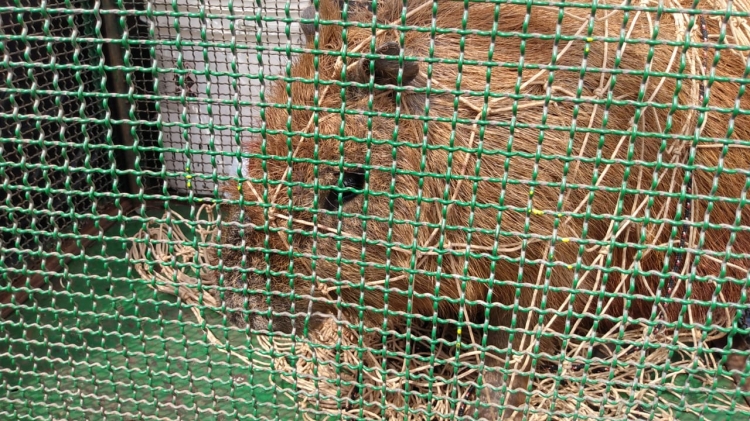 Capivara fujona capturada para voltar ao habitat natural