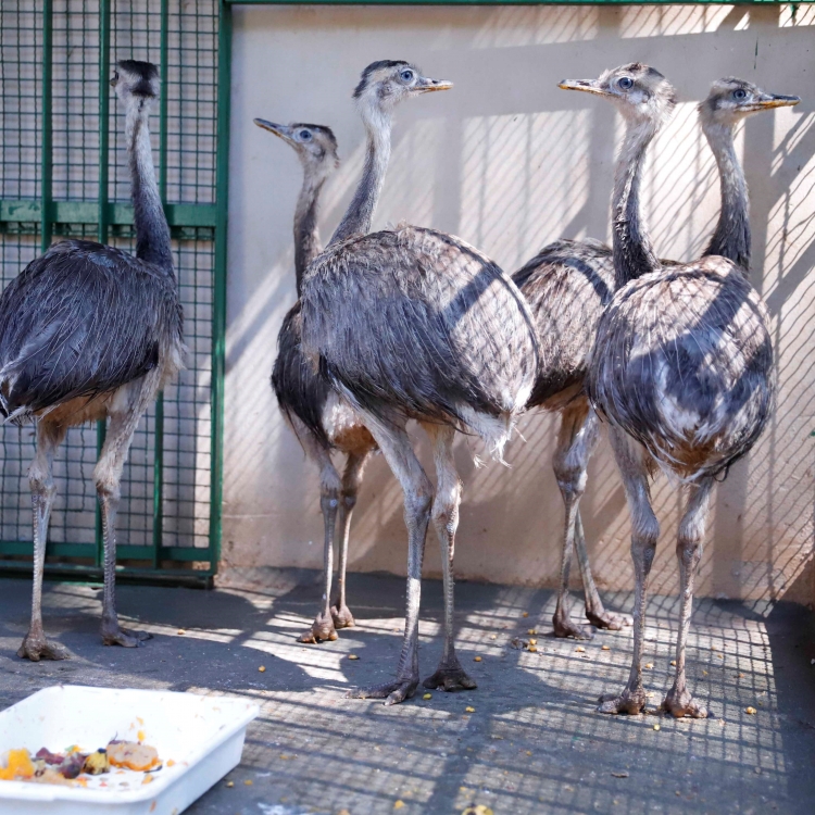 Cinco emas nascidas no Zoológico de Rio Preto foram encaminhadas ao GramadoZoo.