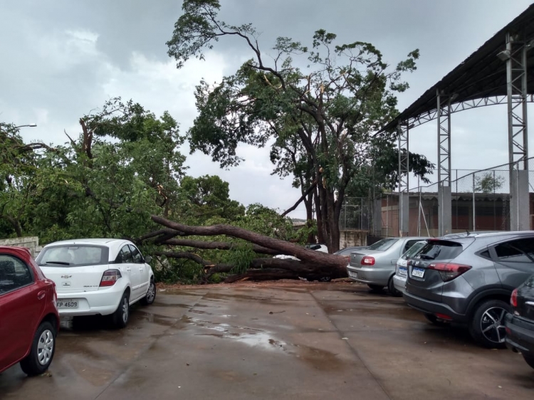 Pelo menos 200 árvores caíram com tempestade 