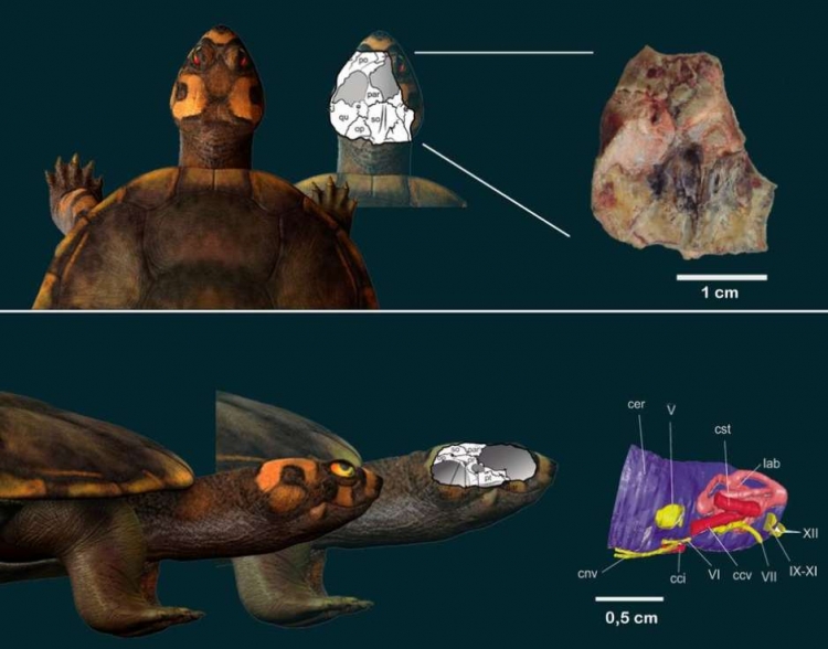 Pesquisadores utilizaram tecnologias para reconstruir as estruturas da anatomia da tartaruga