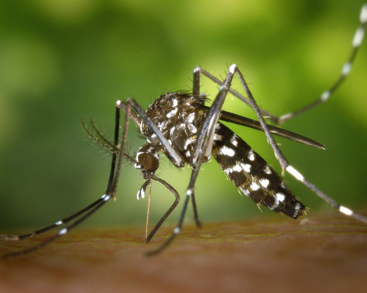 O vírus da dengue parece ser capaz de manipular o comportamento do mosquito Aedes aegypti, fazendo com que o inseto transmita o causador da doença de maneira mais eficiente.