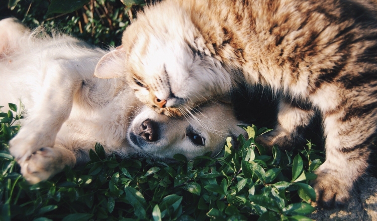 Lei que proíbe o sacrifício de cães e gatos saudáveis pelos órgãos de controle de zoonoses ou canis públicos