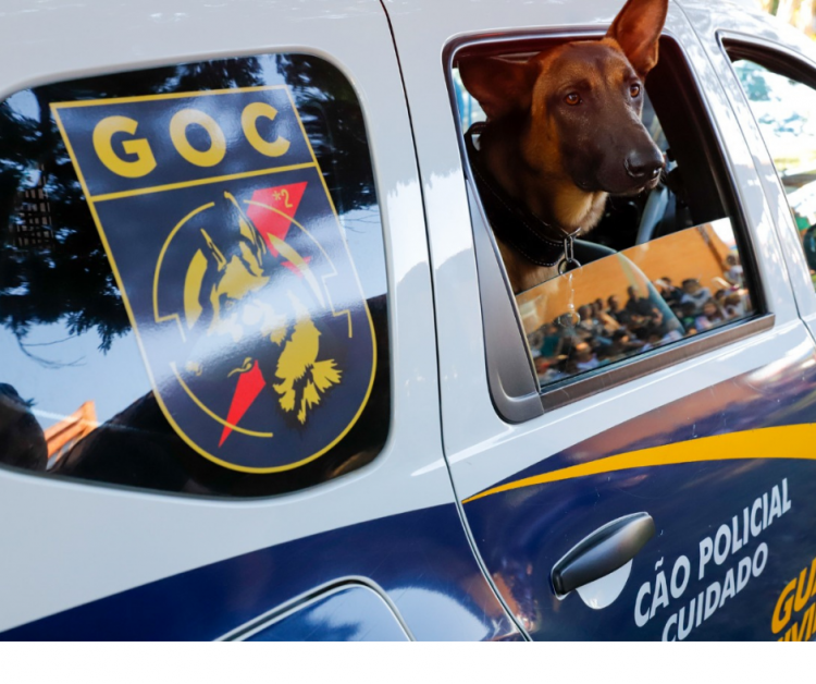  A equipe do Canil da Guarda Civil Municipal de Rio Preto (CGM) apresentou na tarde desta quarta-feira, 25, o "Dog Show”