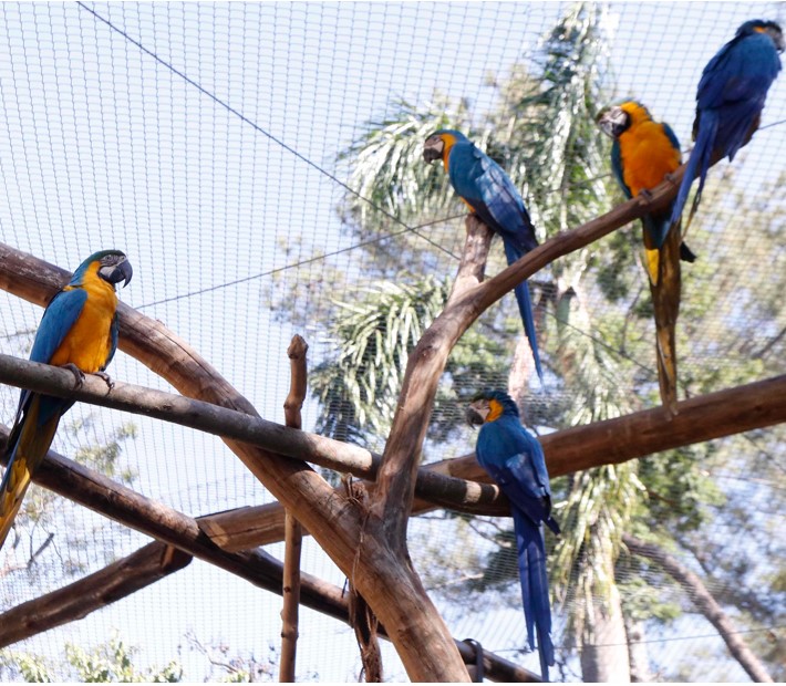 Recinto das Araras, no zoológico de Rio Preto