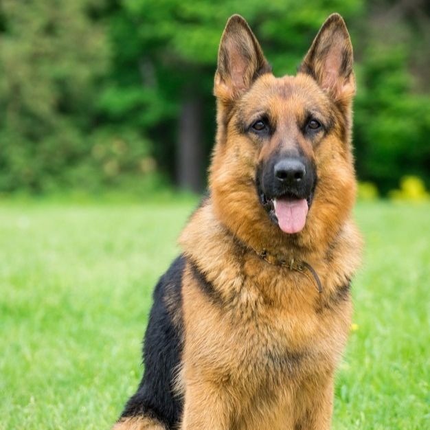 Cachorro da raça pastor alemão 