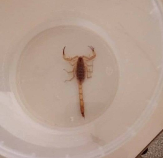 Um dos escorpiões encontrados na cheche 
